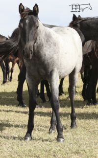 Hancocks Blu Babe MA's 2021 blue roan colt